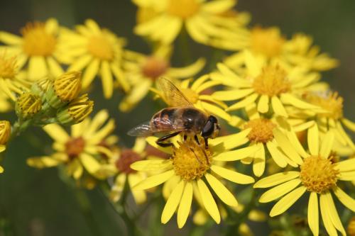 Eristalis tenax